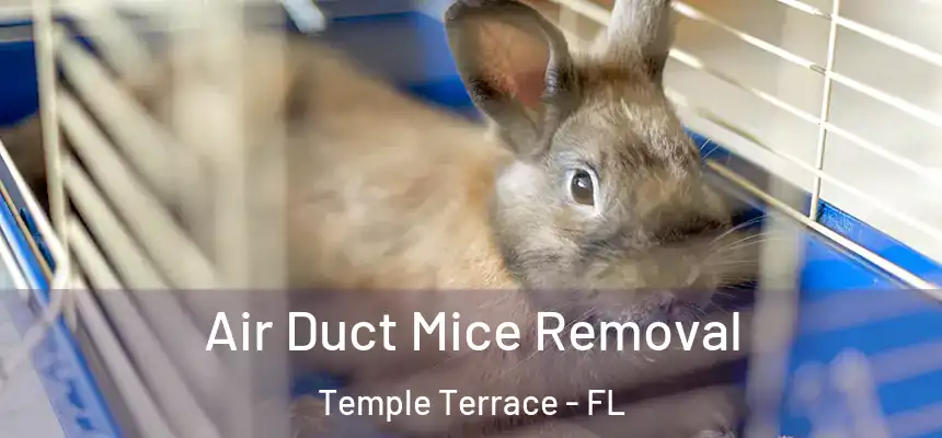 Air Duct Mice Removal Temple Terrace - FL