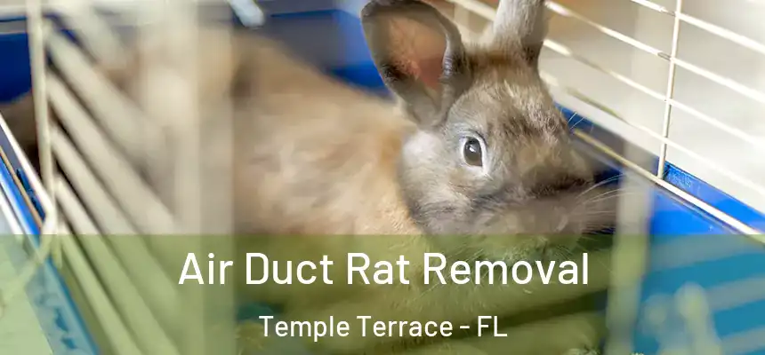  Air Duct Rat Removal Temple Terrace - FL